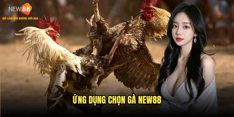 Ứng dụng chọn gà New88