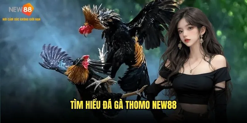 Tìm hiểu đá gà Thomo New88