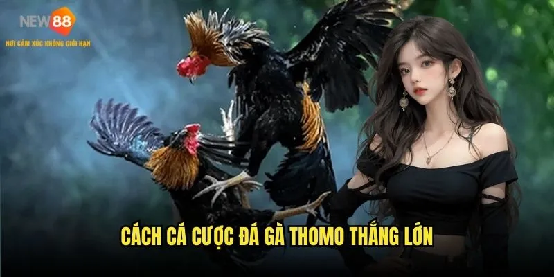Cách cá cược đá gà Thomo thắng lớn